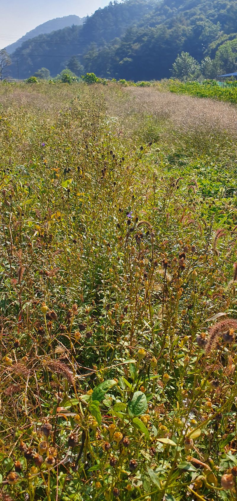 장터 상품 [슈퍼도라지 4년생 1키로] 썸네일