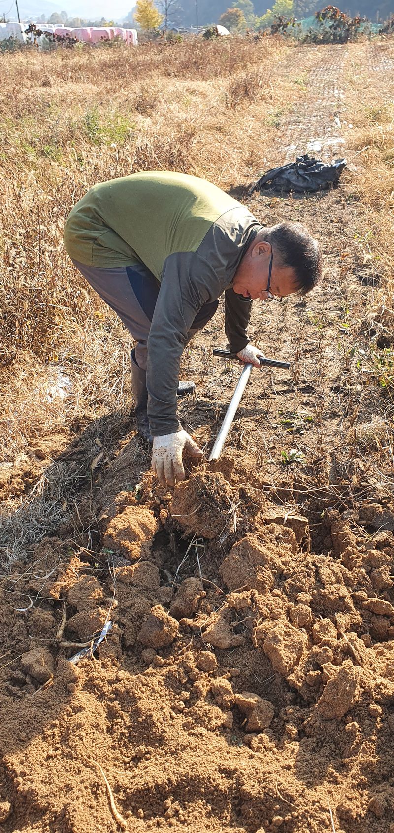 임오빈님의 장터 판매 상품 [슈퍼도라지 4년생 1키로] 첨부 사진