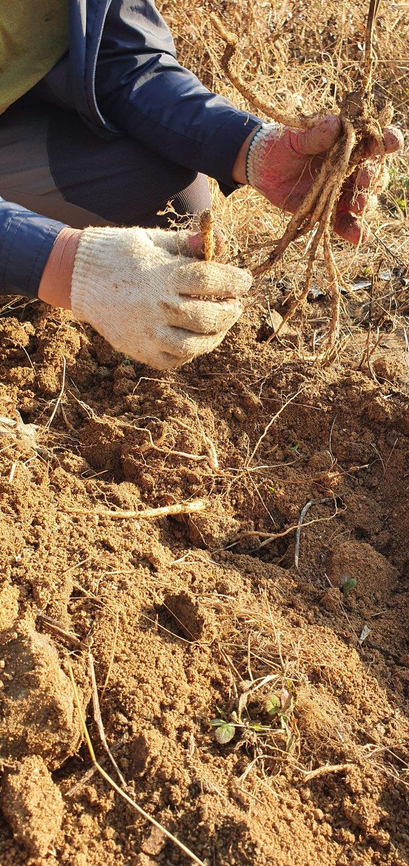 임오빈님의 장터 판매 상품 [슈퍼도라지 4년생 1키로] 첨부 사진
