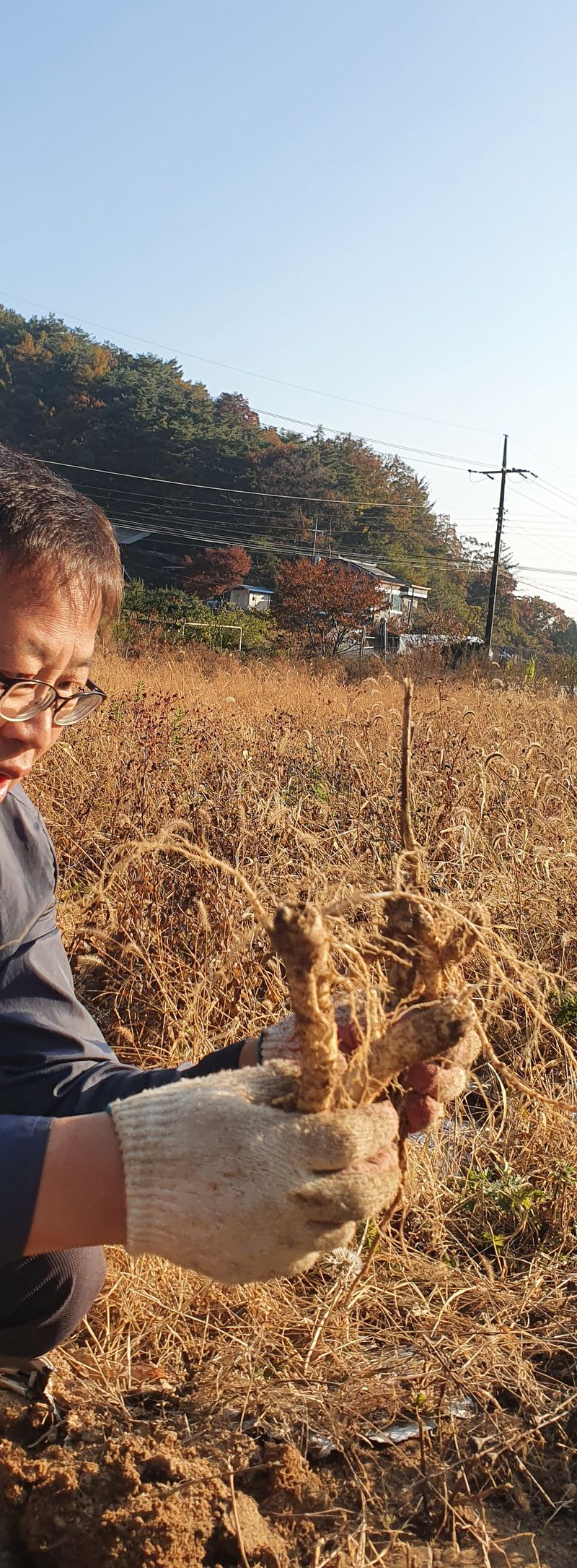 임오빈님의 장터 판매 상품 [슈퍼도라지 4년생 1키로] 첨부 사진