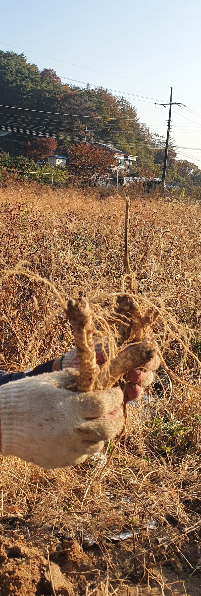 임오빈님의 장터 판매 상품 [슈퍼도라지 4년생 1키로] 첨부 사진