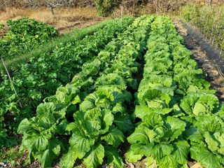 정금석님의 배추 · 일상 작성글 사진