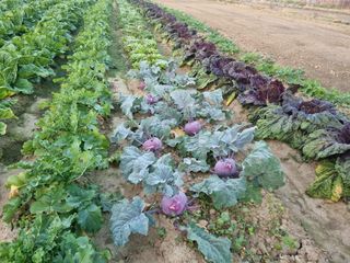 차성우 님의 배추 · 일상 작성글 사진