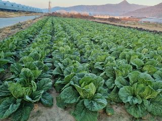 차성우 님의 배추 · 일상 작성글 사진