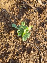 팜모닝 콩·자유게시판 게시글 이미지