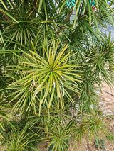 팜모닝 기타작물·병해충상담 게시글 이미지