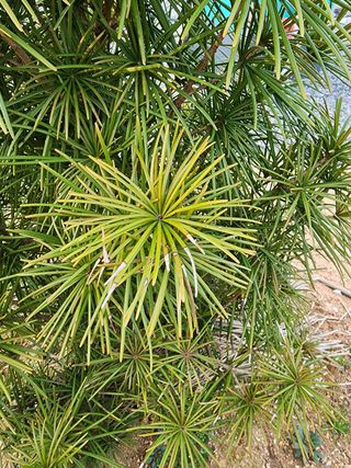 또롱이아빠님의 기타작물 · 병해충상담 작성글 사진