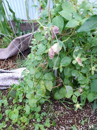 알 수 없음님의 기타작물 · 자유게시판 작성글 사진