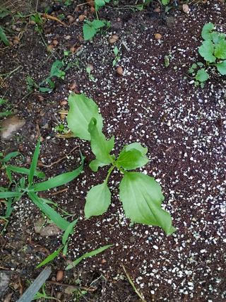 알 수 없음님의 기타작물 · 자유게시판 작성글 사진