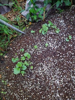 알 수 없음님의 기타작물 · 자유게시판 작성글 사진