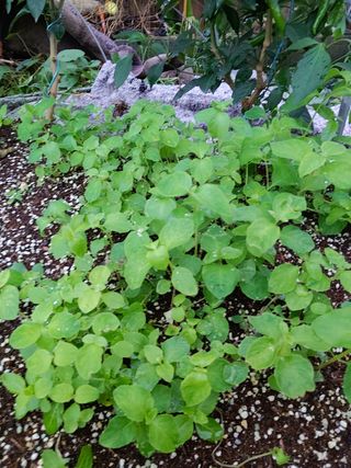 알 수 없음님의 기타작물 · 자유게시판 작성글 사진