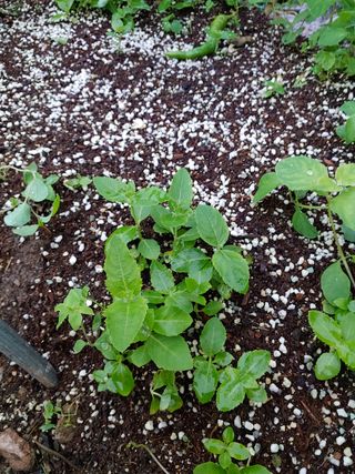 알 수 없음님의 기타작물 · 자유게시판 작성글 사진