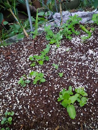 알 수 없음님의 기타작물 · 자유게시판 작성글 사진