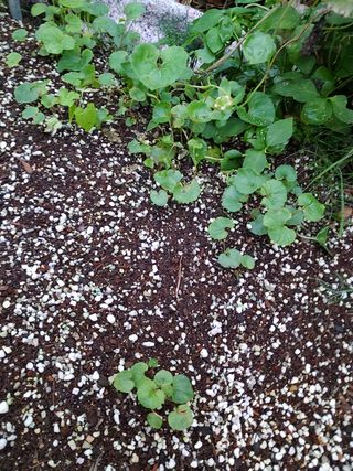 알 수 없음님의 기타작물 · 자유게시판 작성글 사진