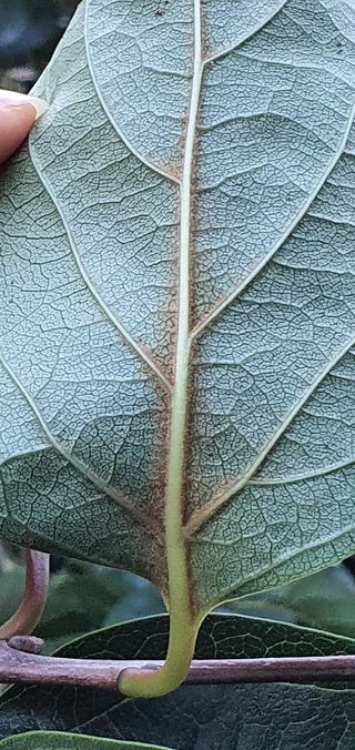 한라님의 감 · 병해충상담 작성글 사진