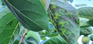 한라님의 감 · 병해충상담 작성글 사진