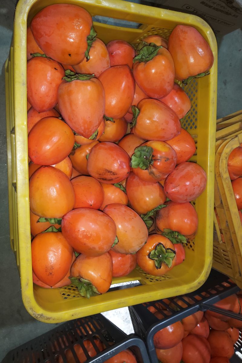 모야아빠님의 장터 판매 상품 [하동 악양 대봉감말랭이 100% 수제 800g] 첨부 사진