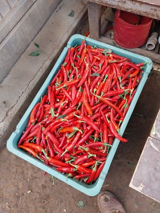 운우상님의 고추 · 수확 작성글 사진