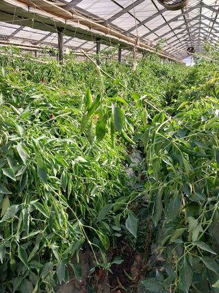 운우상님의 고추 · 수확 작성글 사진