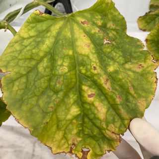 알 수 없음님의 기타작물 · 병해충상담 작성글 사진