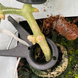 알 수 없음님의 기타작물 · 병해충상담 작성글 사진