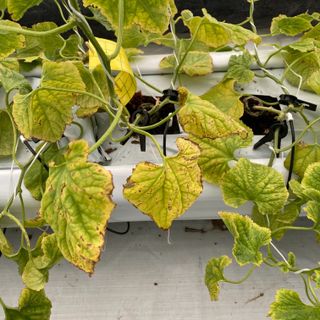 알 수 없음님의 기타작물 · 병해충상담 작성글 사진