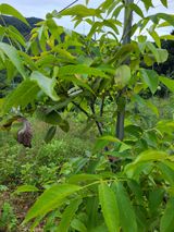 팜모닝 기타작물·병해충상담 게시글 이미지