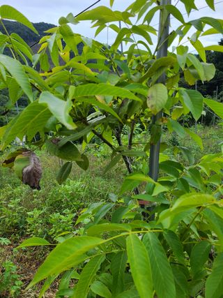 박명수님의 기타작물 · 병해충상담 작성글 사진