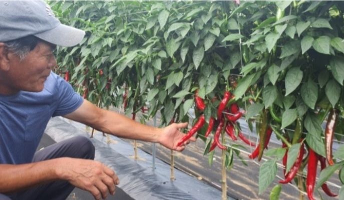 장터 상품 [2022년산 반태양초 고춧가루 600g 1근] 썸네일