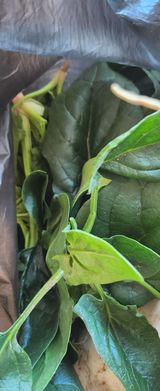 팜모닝 시금치·수확 게시글 이미지