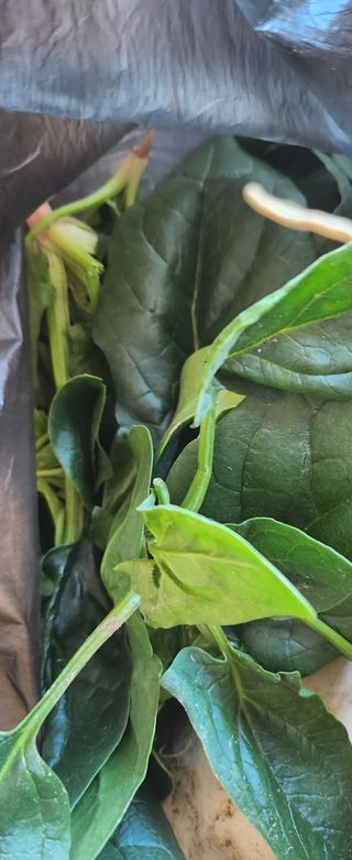 정재준님의 시금치 · 수확 작성글 사진