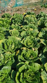 팜모닝 배추·병해충상담 게시글 이미지