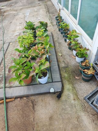 Preotu님의 기타작물 · 자유게시판 작성글 사진