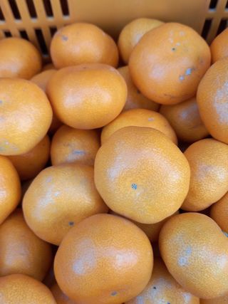 부금리(금강농원)님의 귤 · 일상 작성글 사진