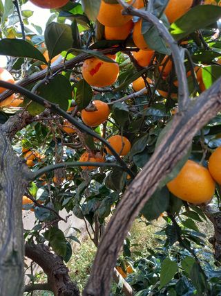 부금리(금강농원)님의 귤 · 일상 작성글 사진