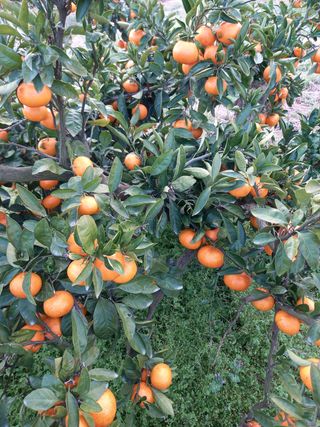 부금리(금강농원)님의 귤 · 일상 작성글 사진