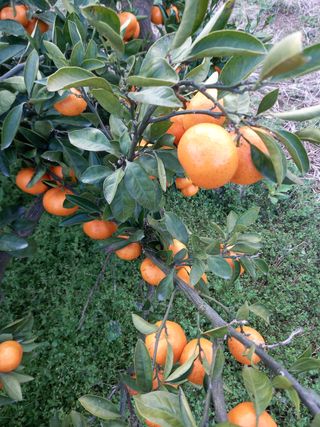 부금리(금강농원)님의 귤 · 일상 작성글 사진