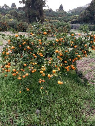 부금리(금강농원)님의 귤 · 일상 작성글 사진