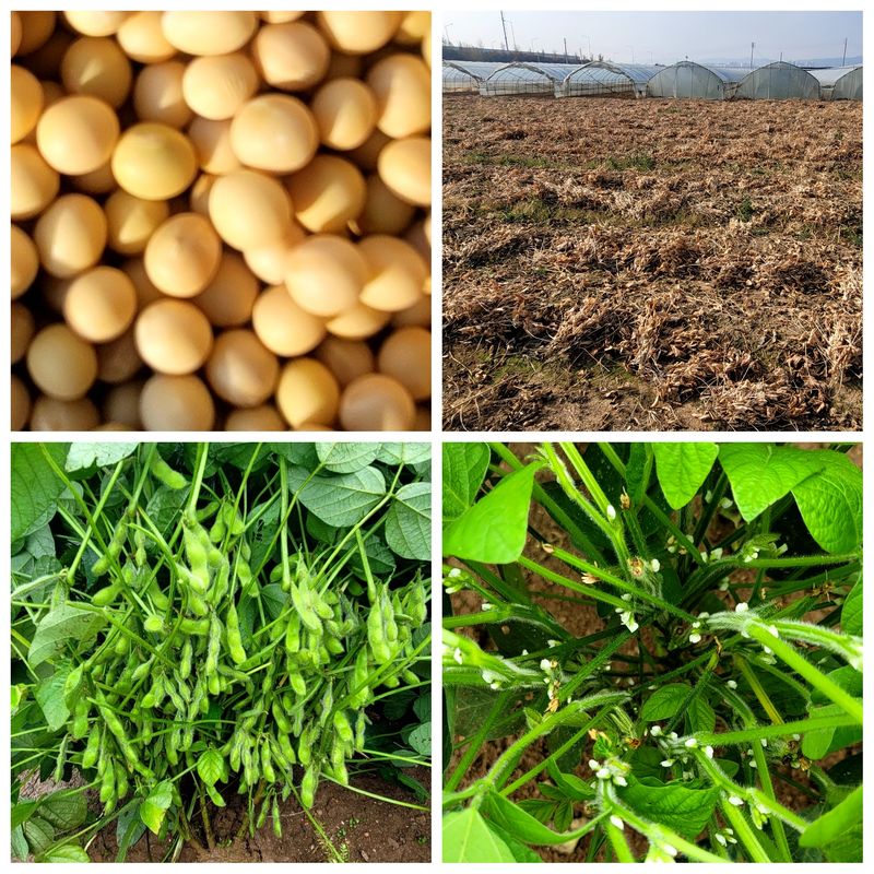 장터 상품 [대원콩 (백태) (1말 8Kg)] 썸네일