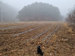 고봉농원 김경수님의 복숭아 · 자유게시판 작성글 사진