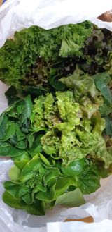 팜모닝 상추·자유게시판 게시글 이미지