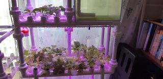 김기영님의 상추 · 자유게시판 작성글 사진