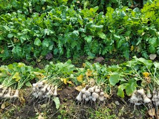 허니캠벨님의 작성글 사진