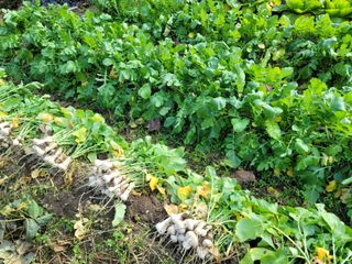 허니캠벨님의 작성글 사진