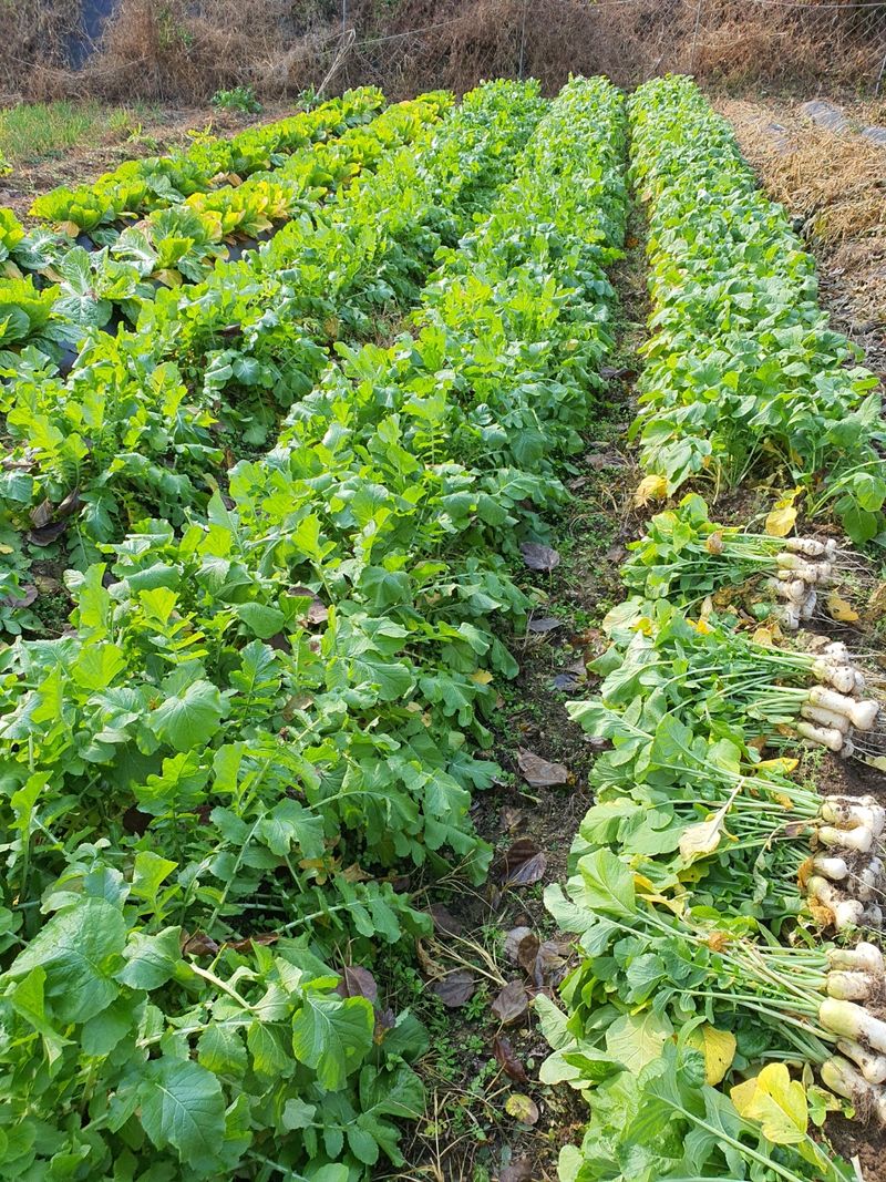 허니캠벨님의 장터 판매 상품 [알타리무 6단] 첨부 사진