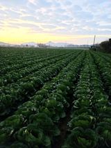 팜모닝 배추·수확 게시글 이미지