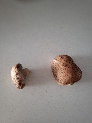 짱순이연속8월출석왕님의 버섯 · 일상 작성글 사진