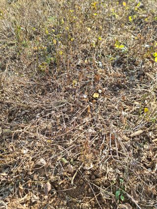 조연상님의 콩 · 자유게시판 작성글 사진