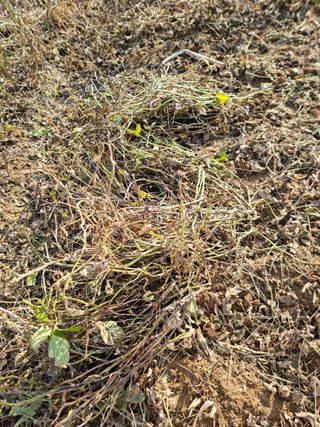 조연상님의 콩 · 자유게시판 작성글 사진