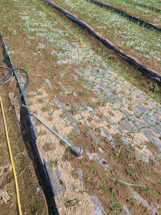 노고단님의 기타작물 · 자유게시판 작성글 사진